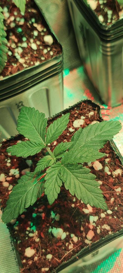 Grape Pie. Week 1