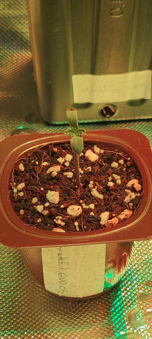 Grateful End OG. Week 0