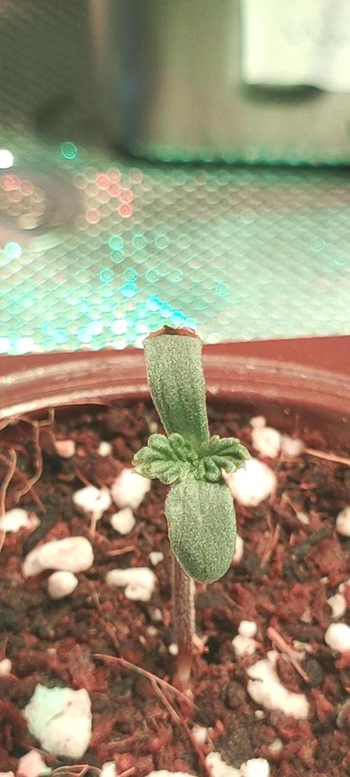 Grateful End OG. Week 0