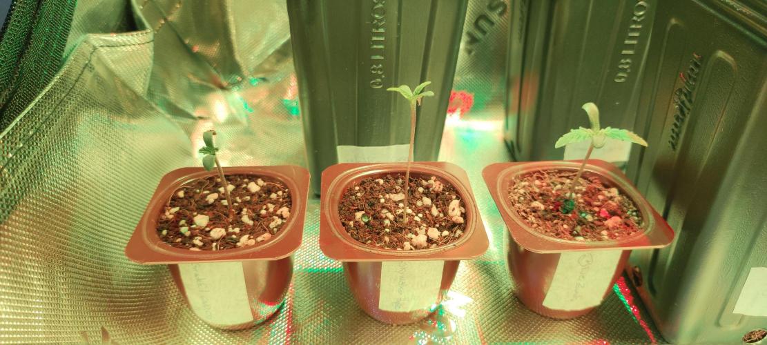 Grateful End OG. Week 0