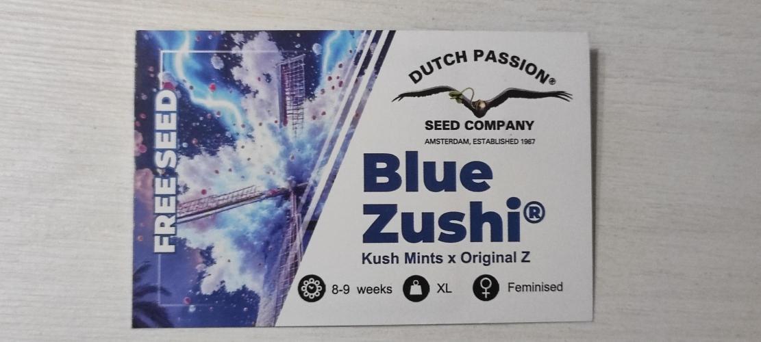 Blue Zushi. Week 0