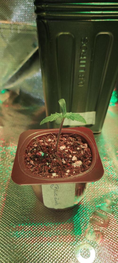 Blue Zushi. Week 0