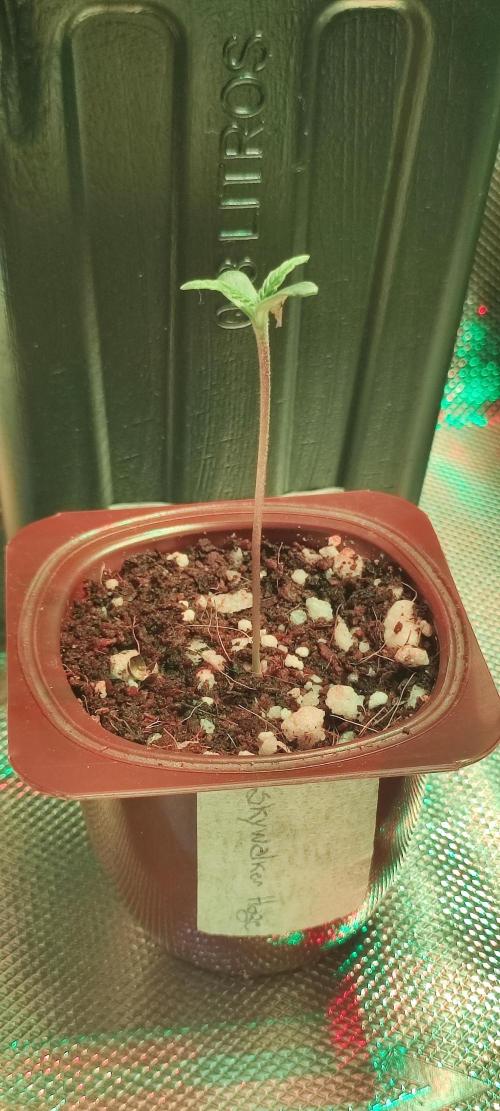 Skywalker Haze. Week 0