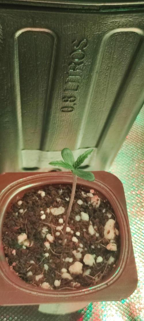 Skywalker Haze. Week 0