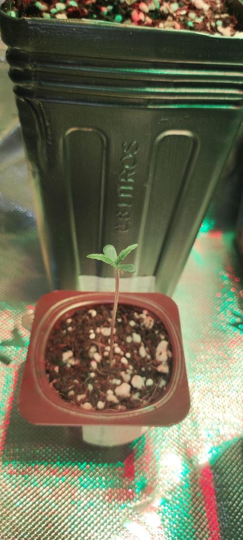 Skywalker Haze. Week 0