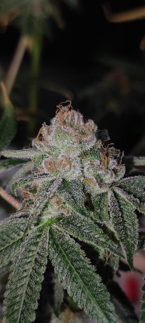 Mimosa. Week 14