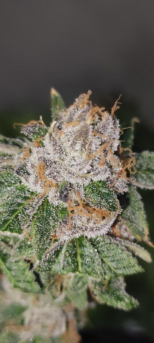 Mimosa. Week 14