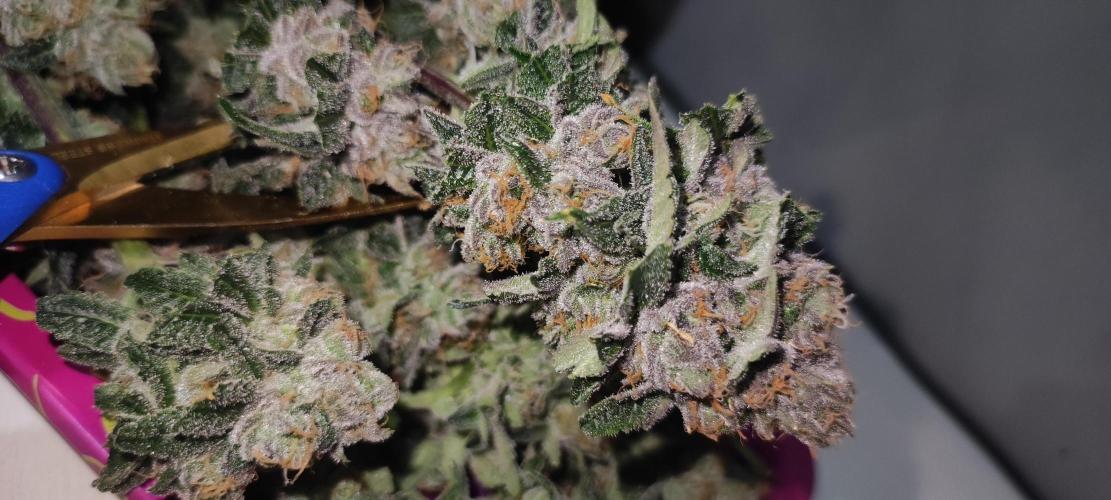 Mimosa. Week 15