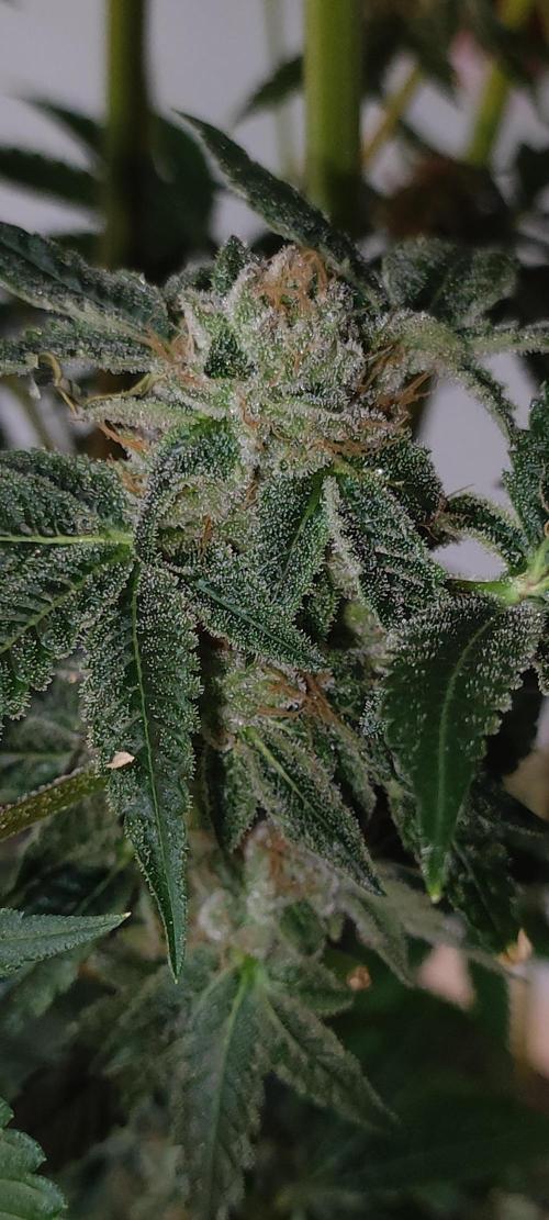 Mimosa. Week 15