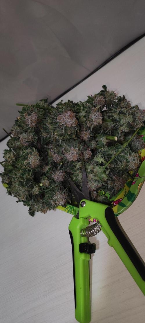 Mimosa. Week 15