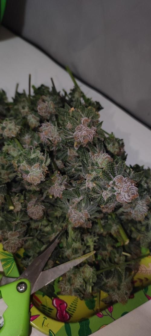 Mimosa. Week 15