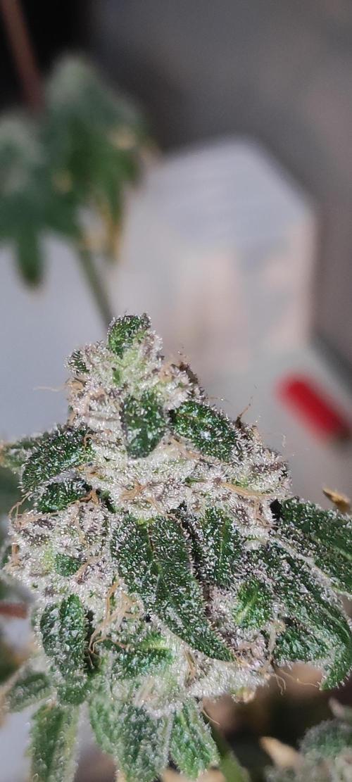 Garlotti. Week 14