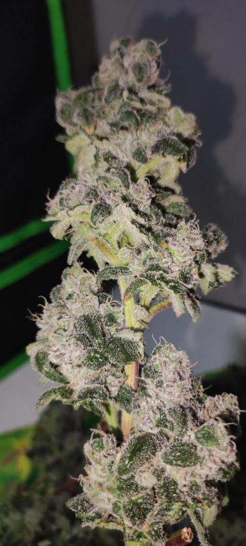 Garlotti. Week 15