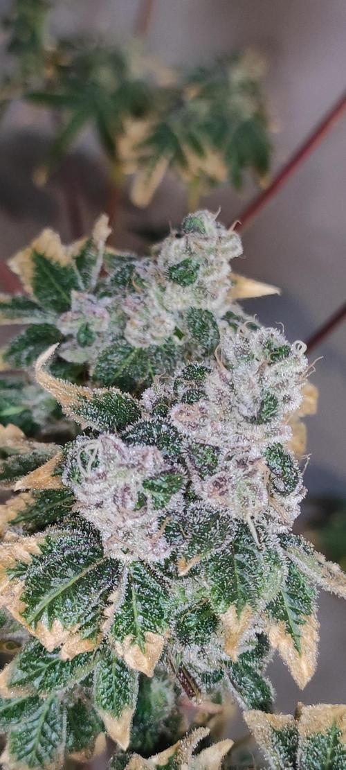 Garlotti. Week 15