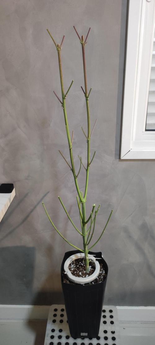 Garlotti. Week 15