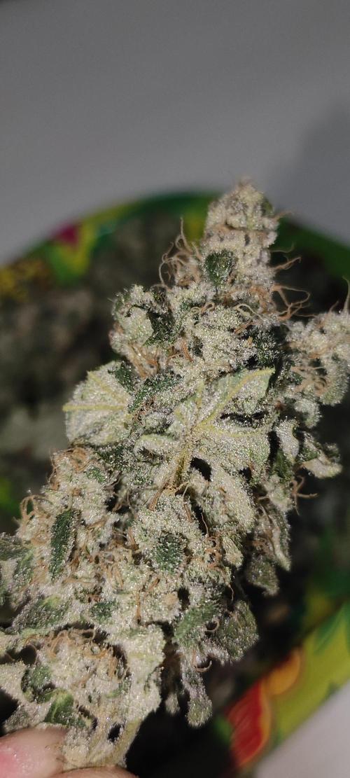 Garlotti. Week 15