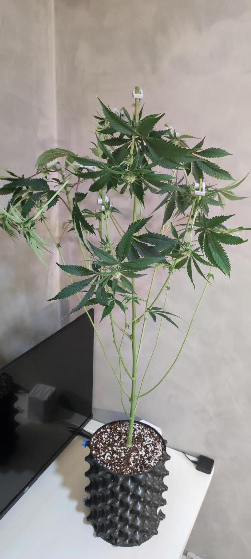 Mimosa #1. Week 8