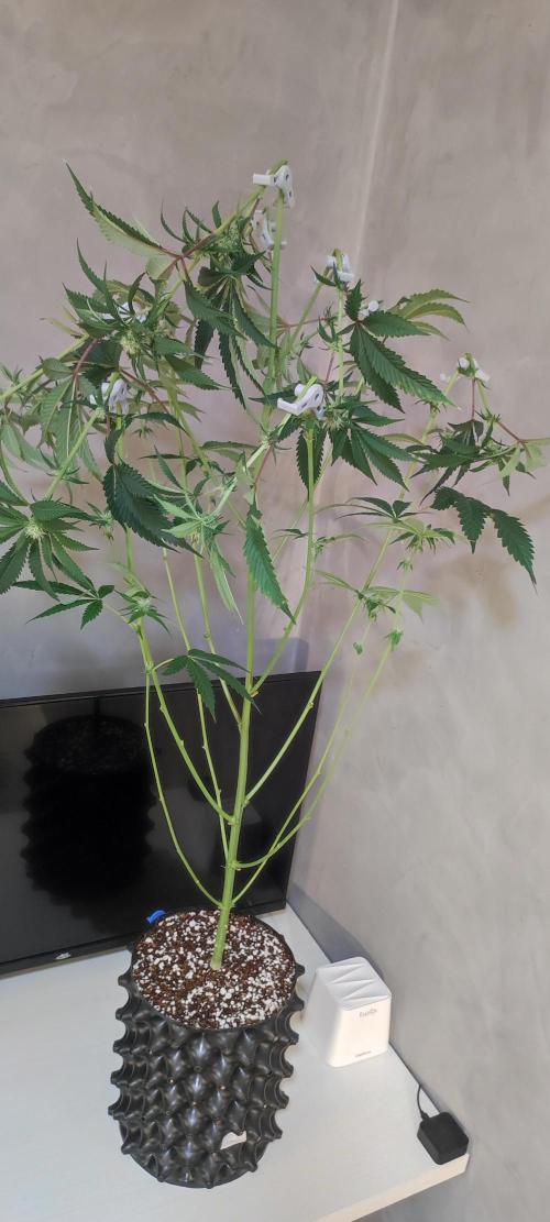 Mimosa #1. Week 8