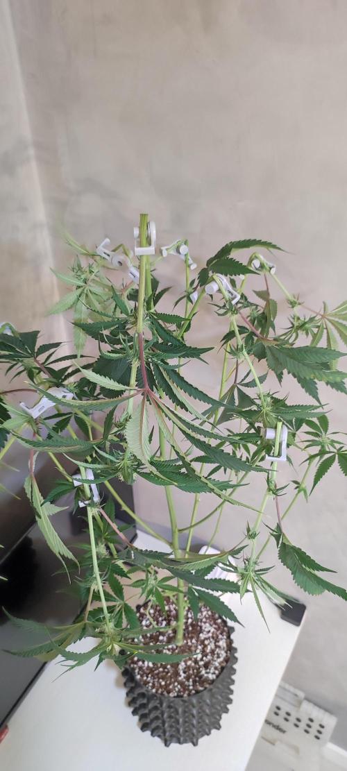 Mimosa #1. Week 8