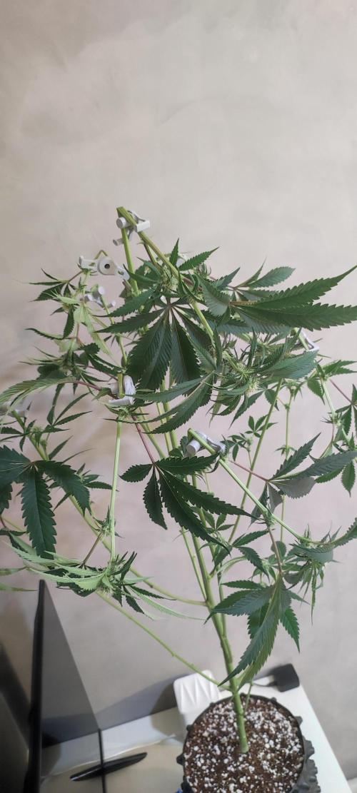 Mimosa #1. Week 8