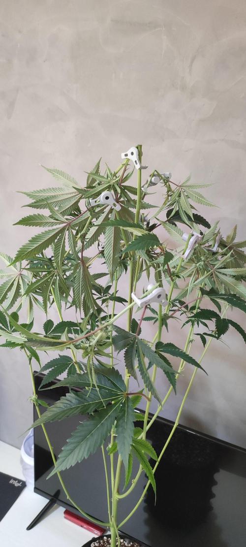 Mimosa #1. Week 8