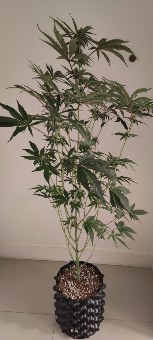Garlotti #1. Week 8