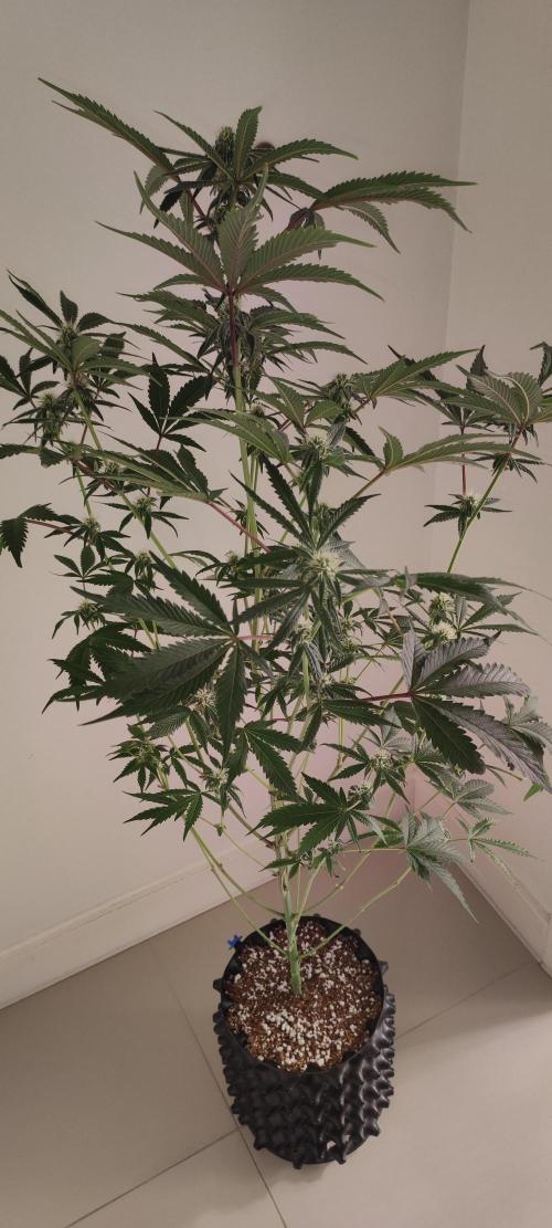 Garlotti #1. Week 8