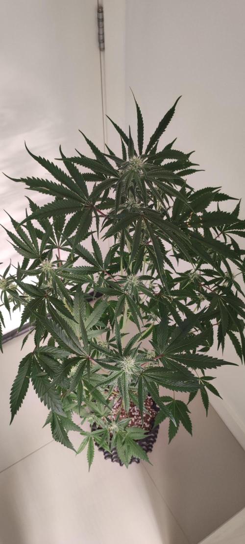 Garlotti #1. Week 8