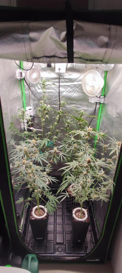 Garlotti #1. Week 8