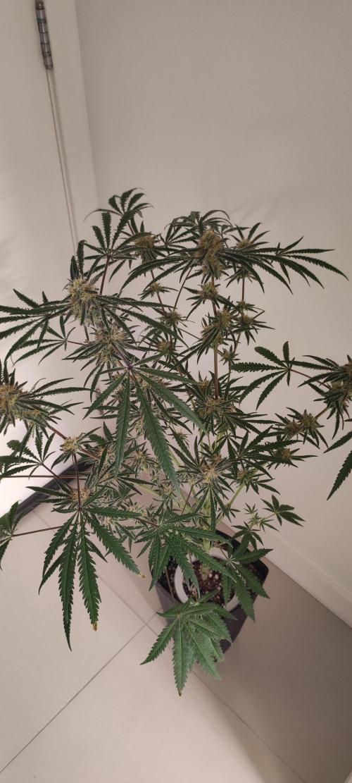 White Widow x Freakshow. Week 12