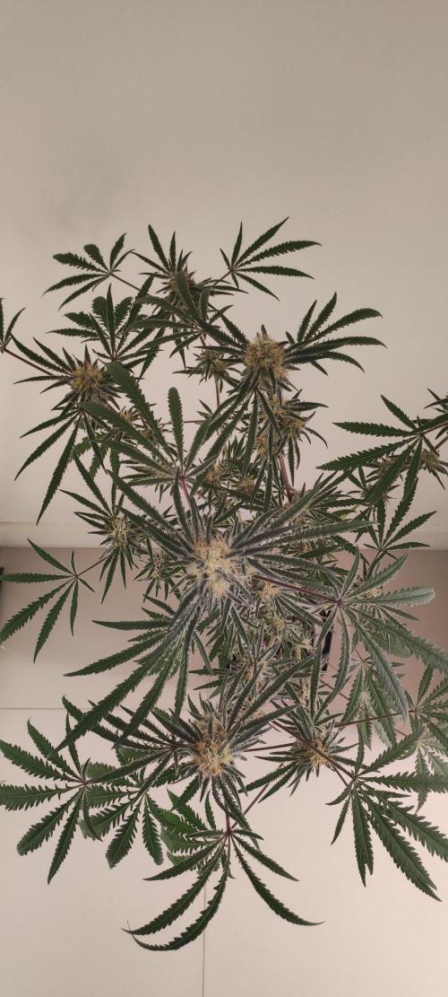 White Widow x Freakshow. Week 12
