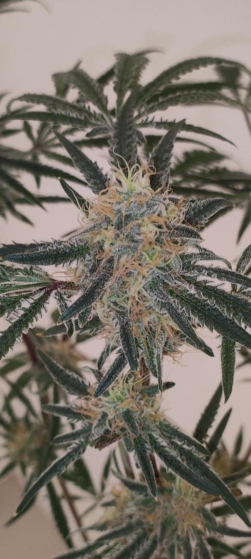 White Widow x Freakshow. Week 12