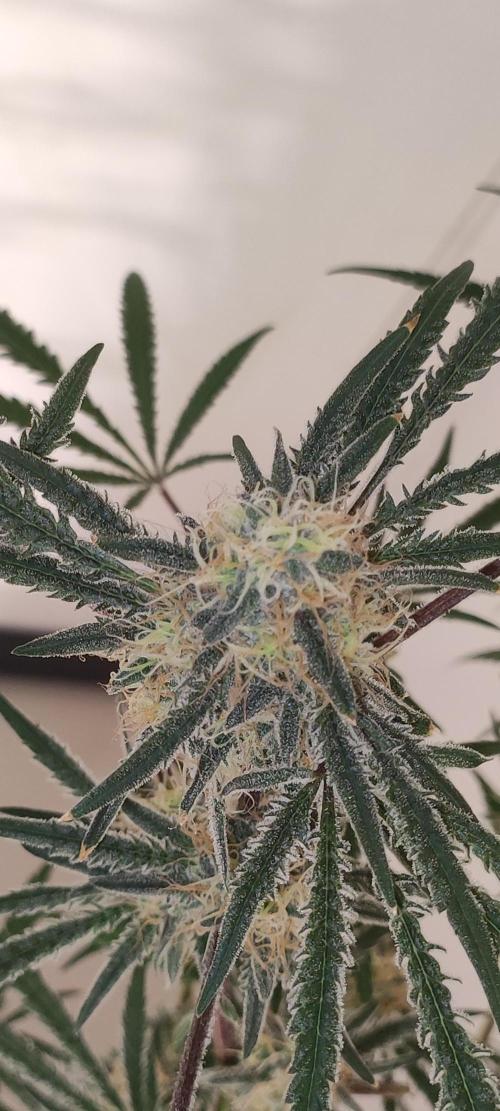 White Widow x Freakshow. Week 12