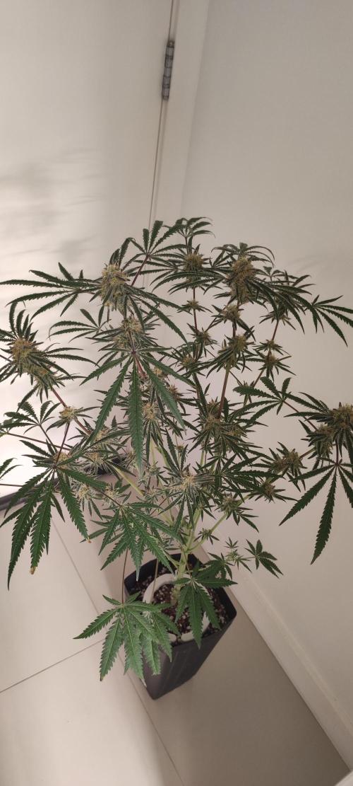 White Widow x Freakshow. Week 12