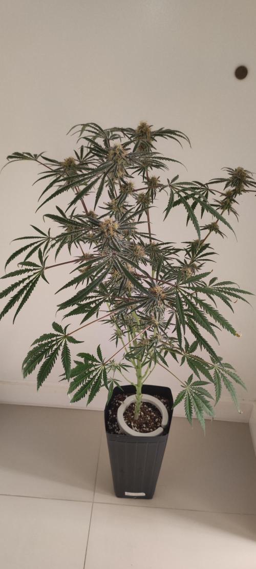 White Widow x Freakshow. Week 12