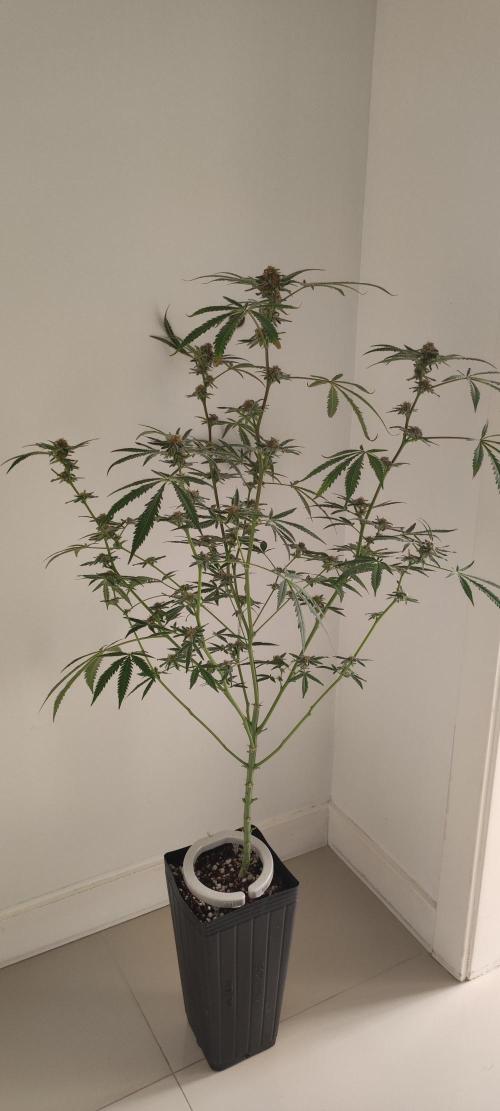 Julieta. Week 12
