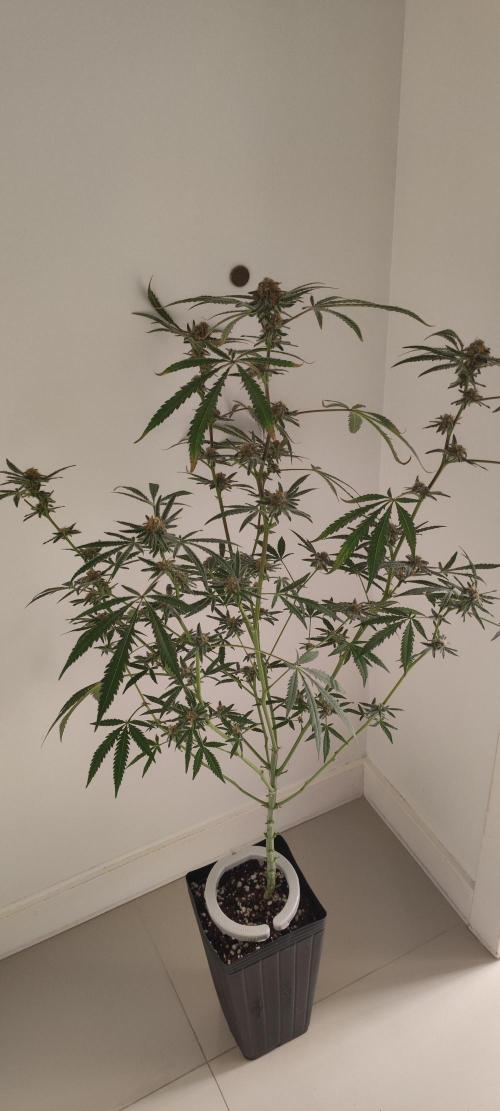 Julieta. Week 12