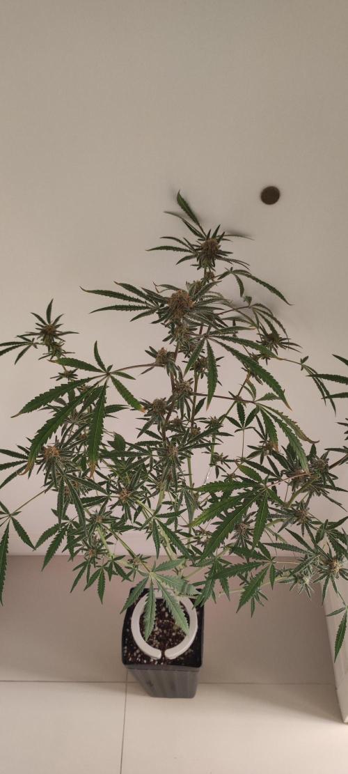 Julieta. Week 12