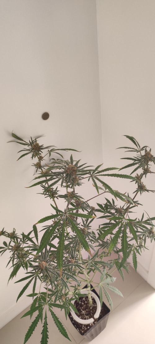 Julieta. Week 12