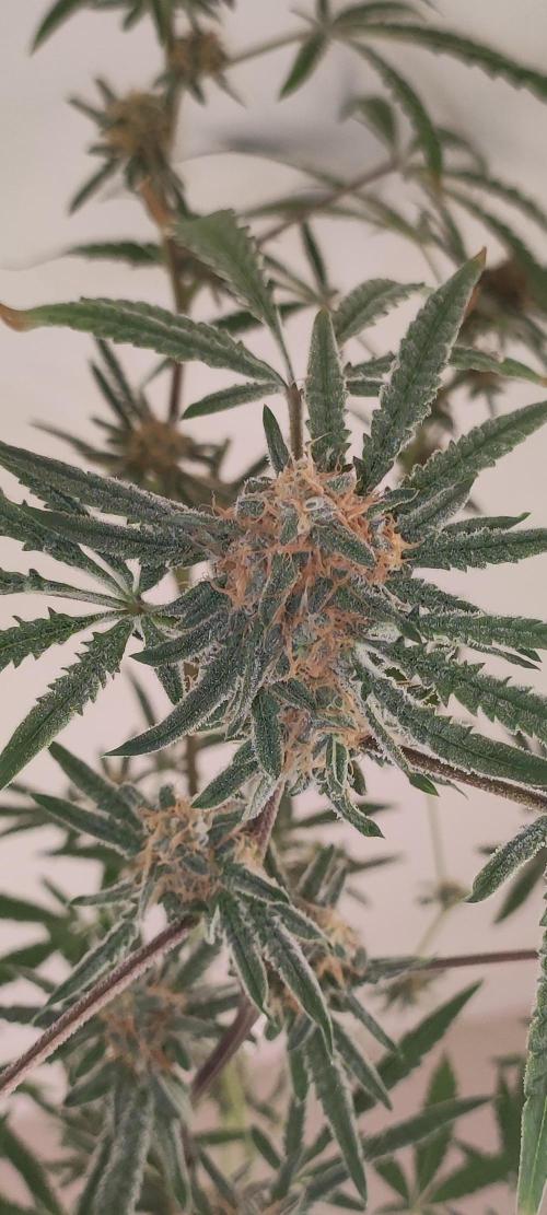 Julieta. Week 12