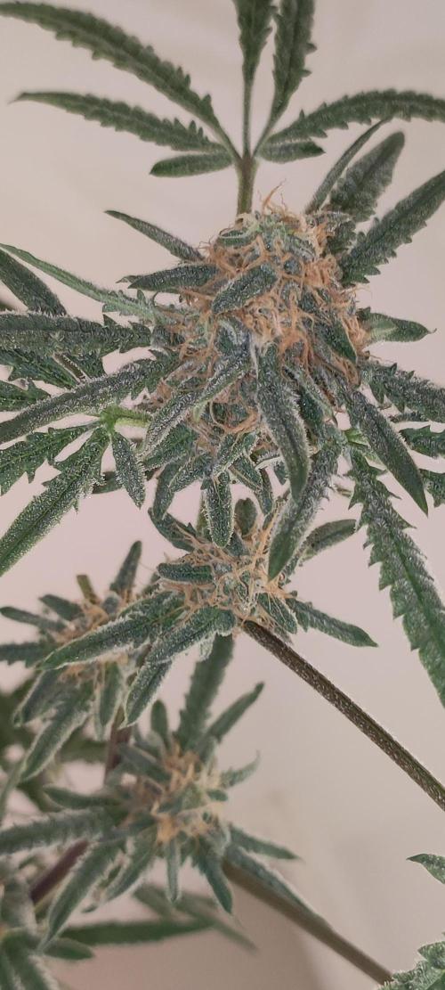 Julieta. Week 12