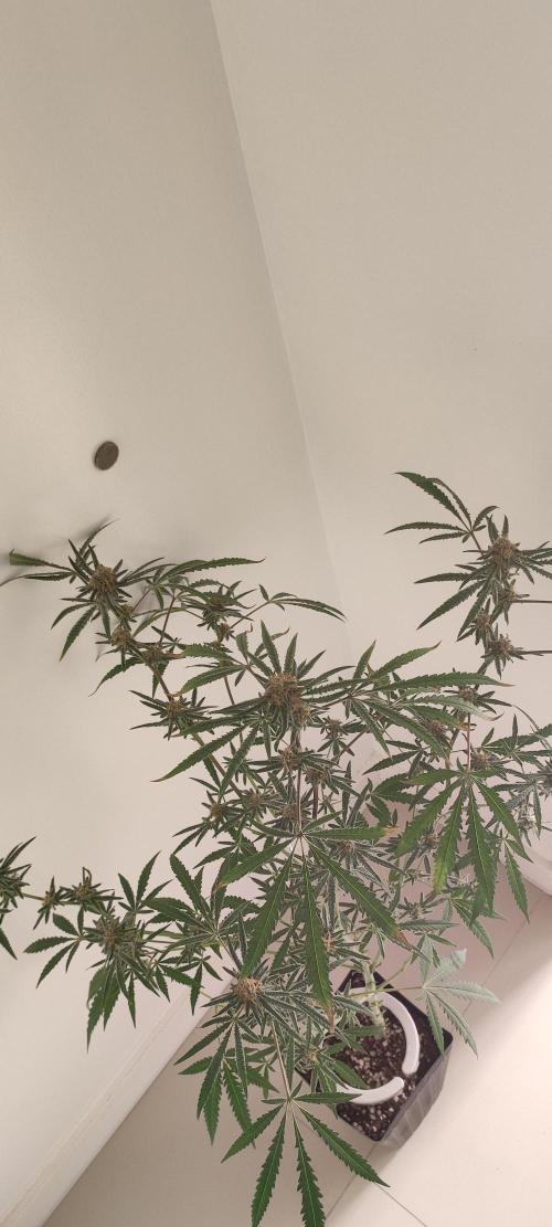 Julieta. Week 12