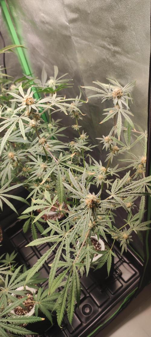 Julieta. Week 12