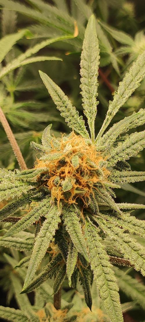 Julieta. Week 12