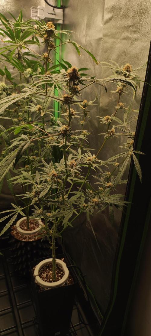 Julieta. Week 12