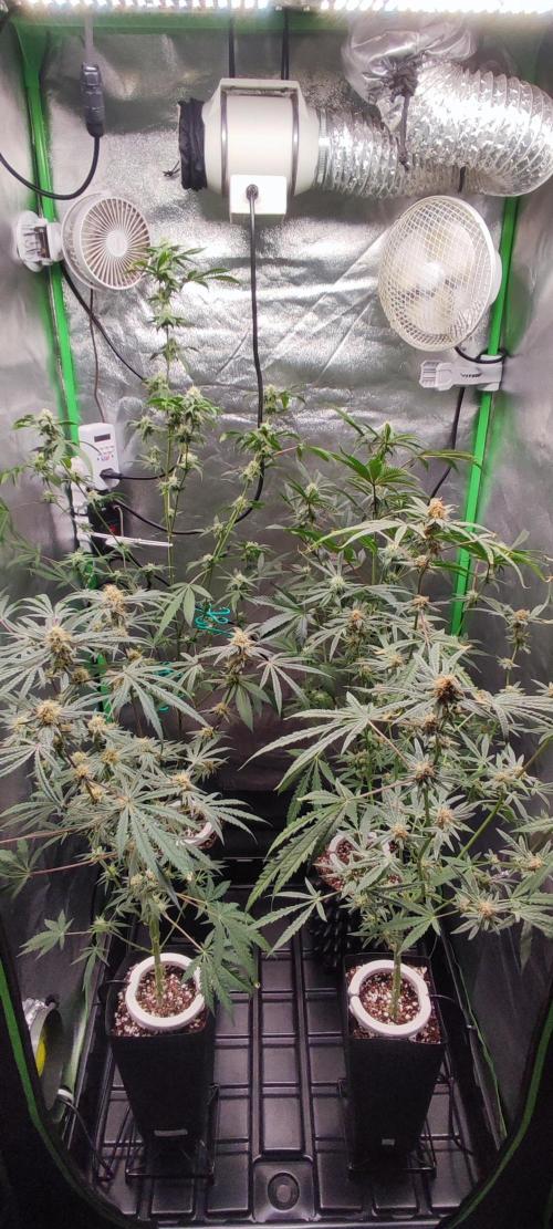 Strawberry Cough. Week 10