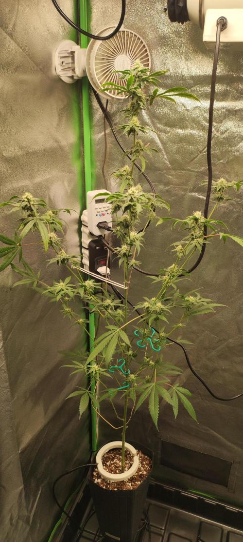 Strawberry Cough. Week 10