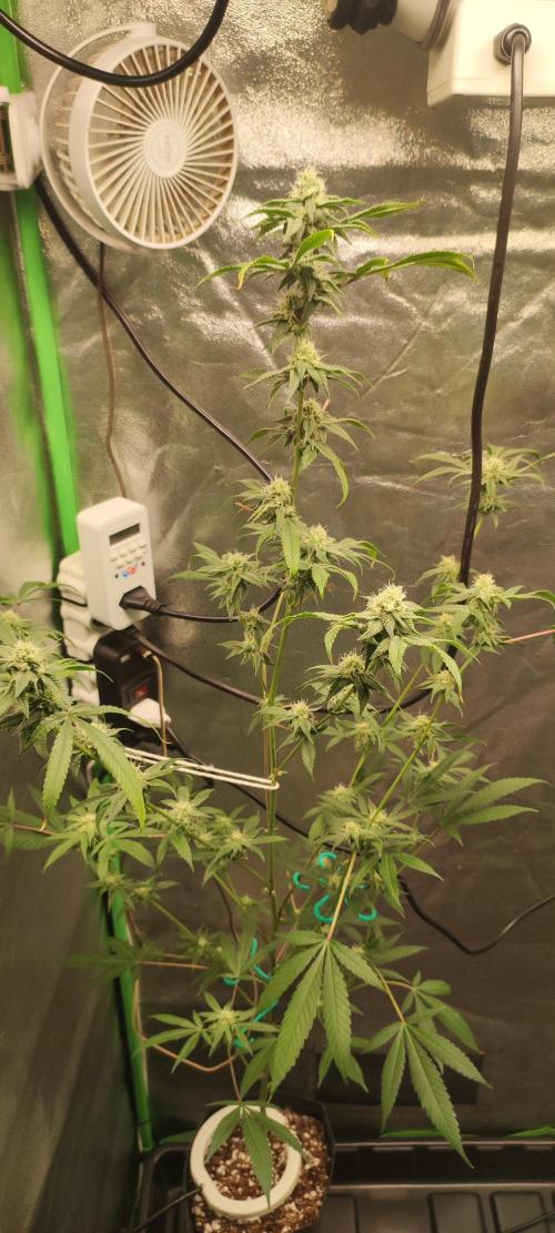 Strawberry Cough. Week 10