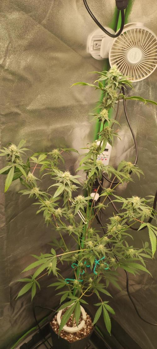 Strawberry Cough. Week 10