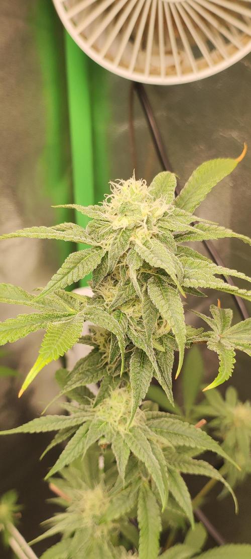 Strawberry Cough. Week 10